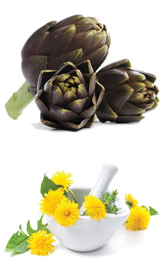 Artichaut et pissenlit, plantes amères contre la digestion difficile.